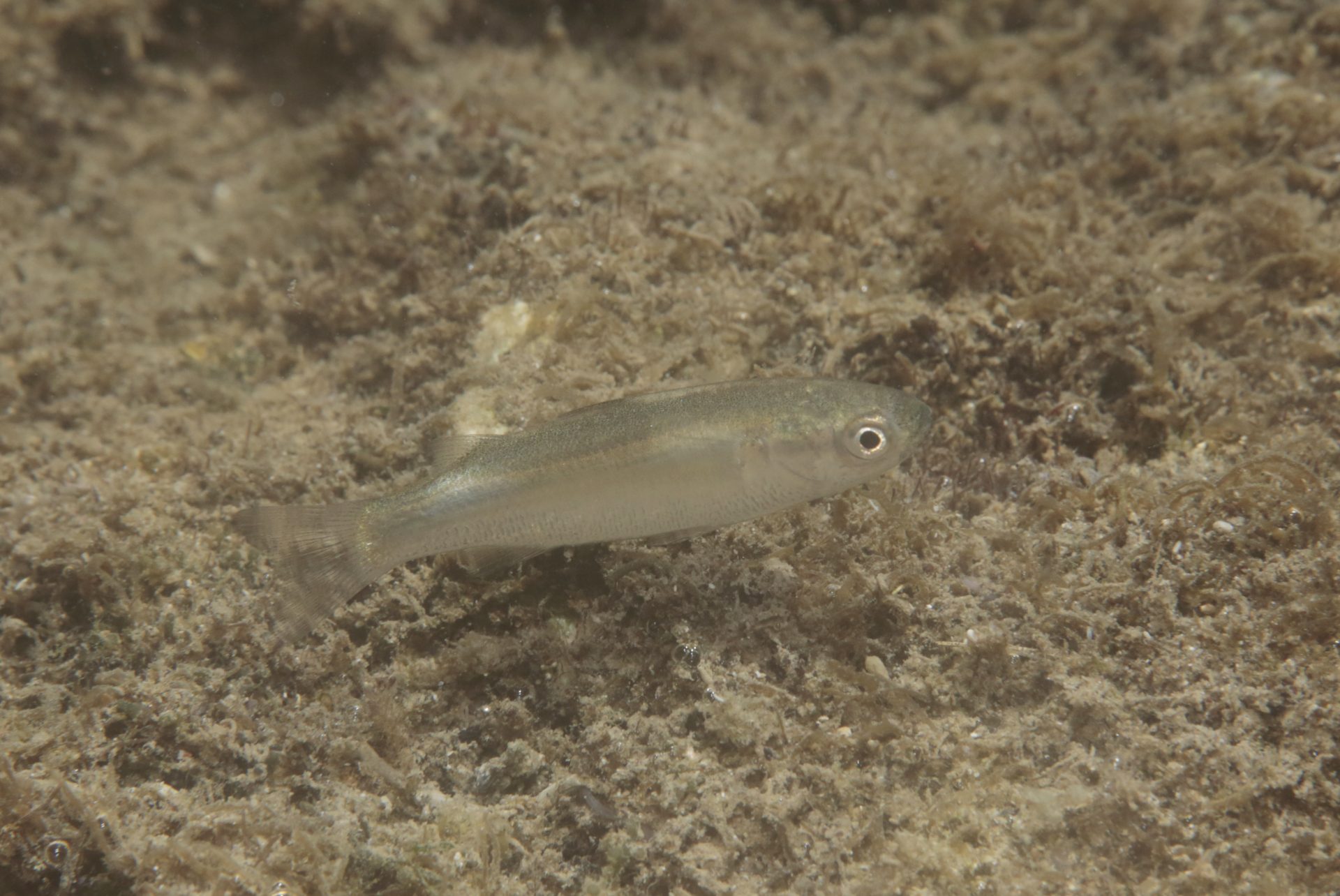 四万十川の魚　１６０　ナンヨウボラ