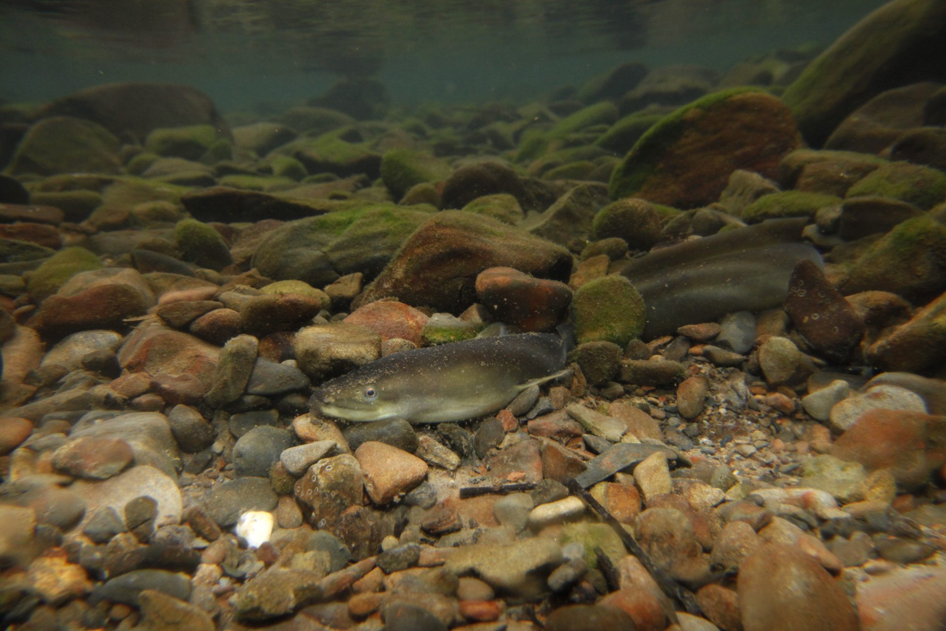 四万十川の魚　１６６　ニホンウナギ