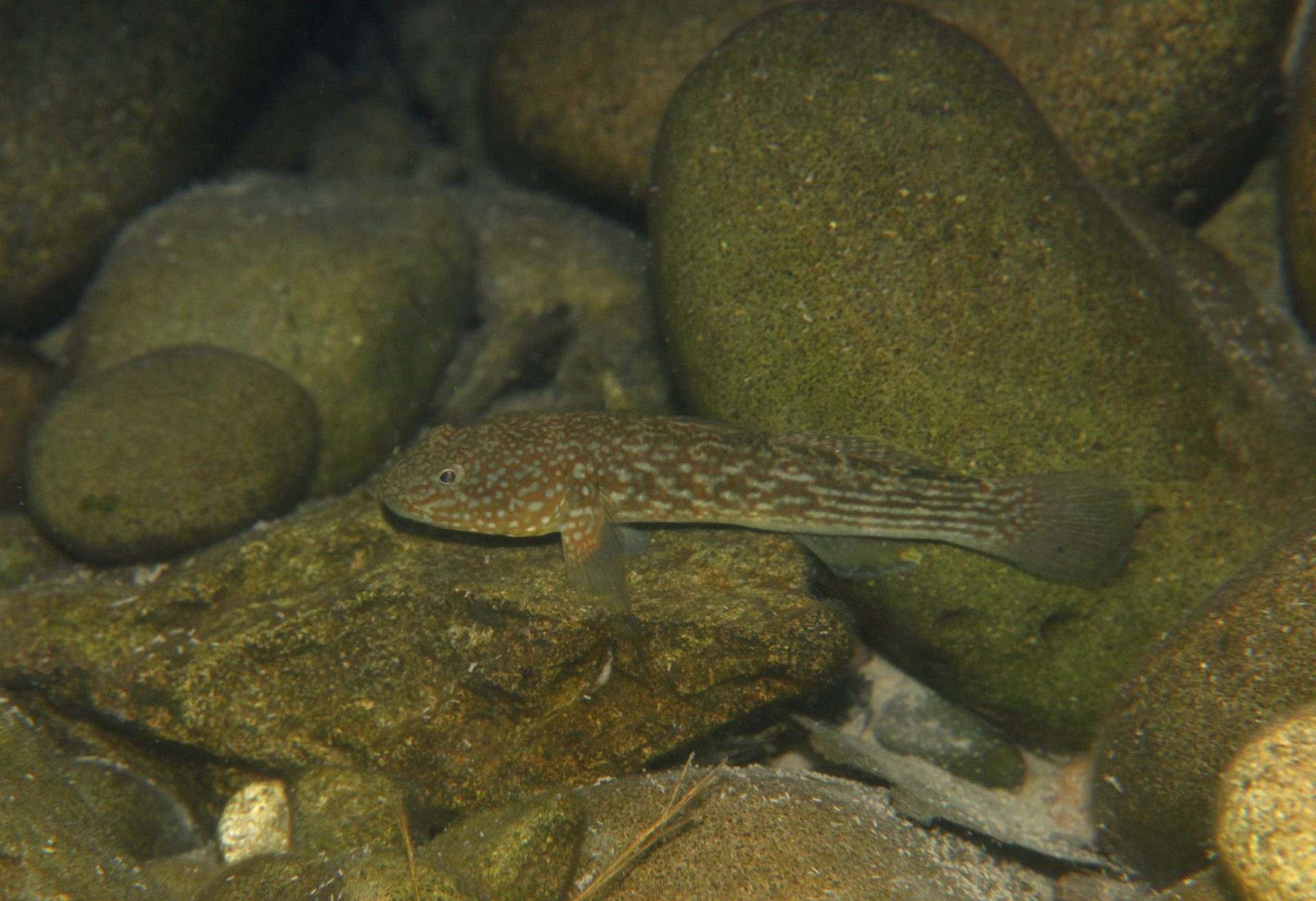 四万十川の魚　１６７　ヌマチチブ