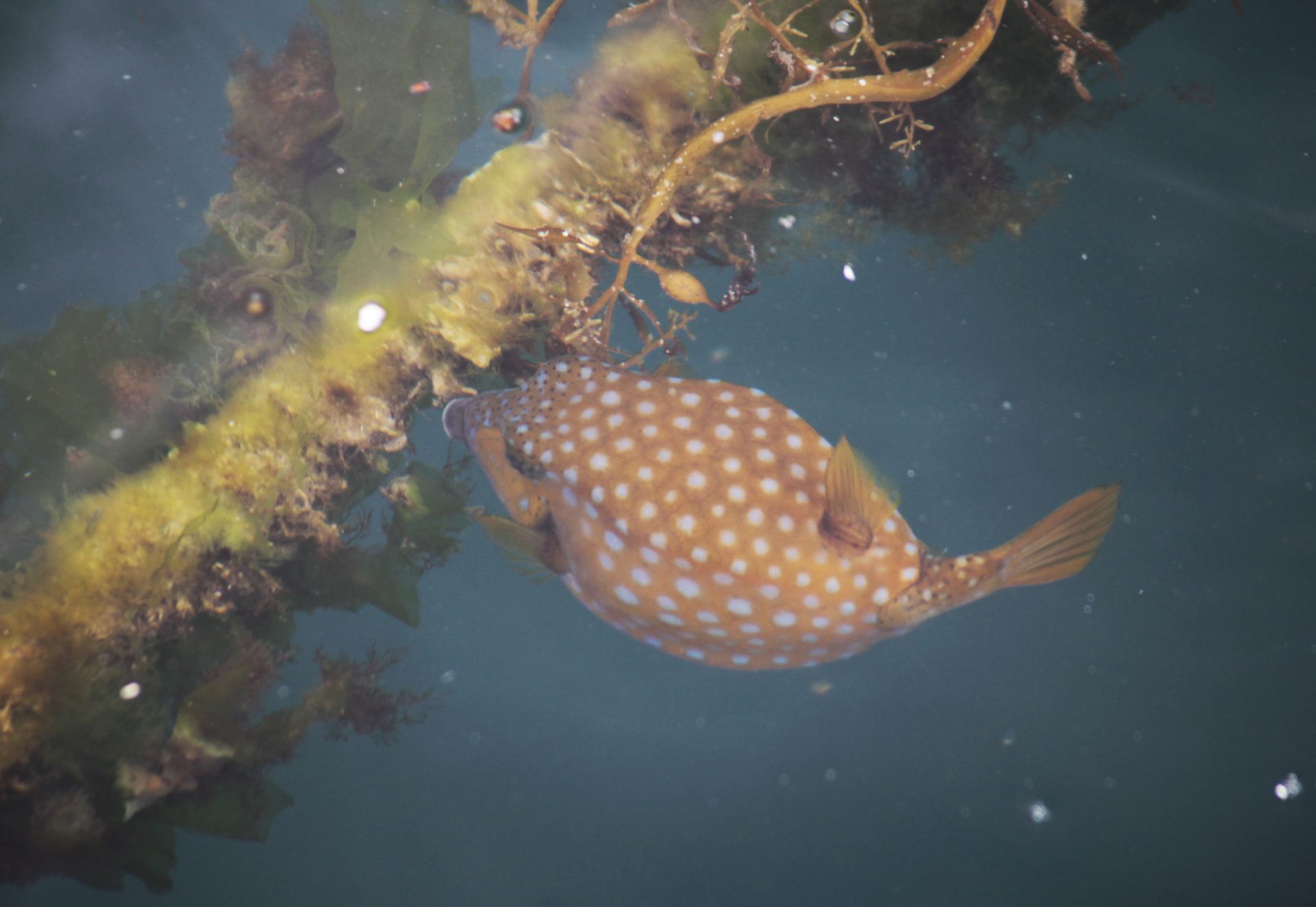 四万十川の魚　１７２　ハコフグ