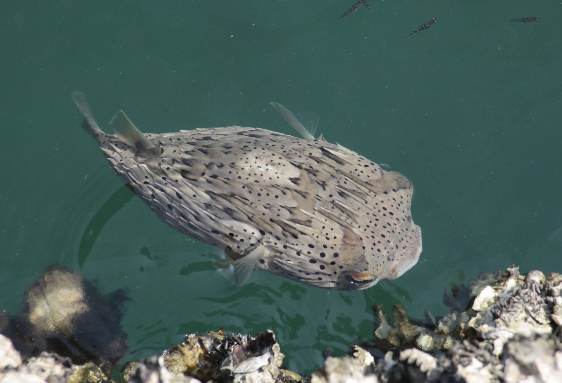 四万十川の魚　１７５　ハリセンボン