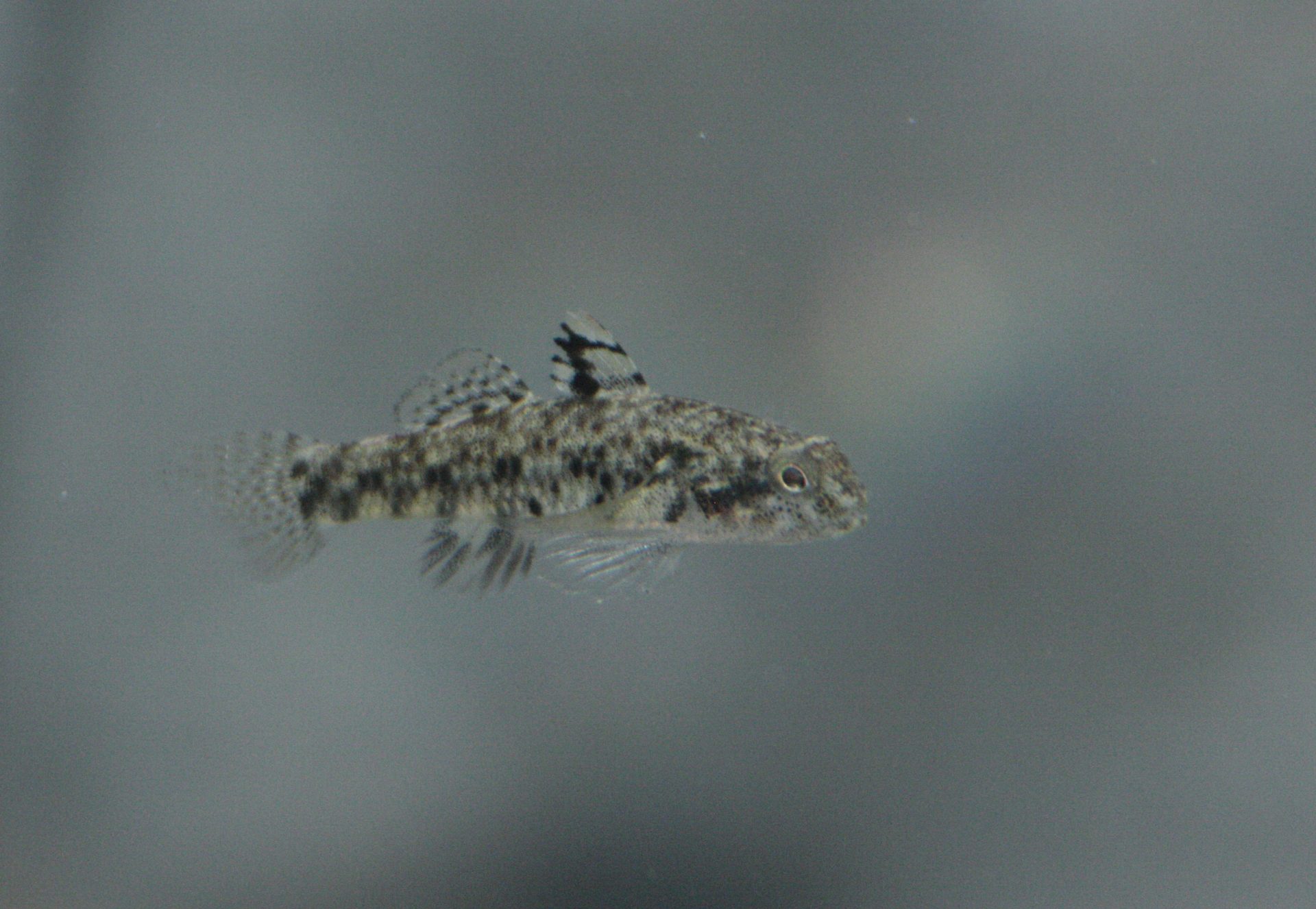四万十川の魚　１８０　ヒナハゼ