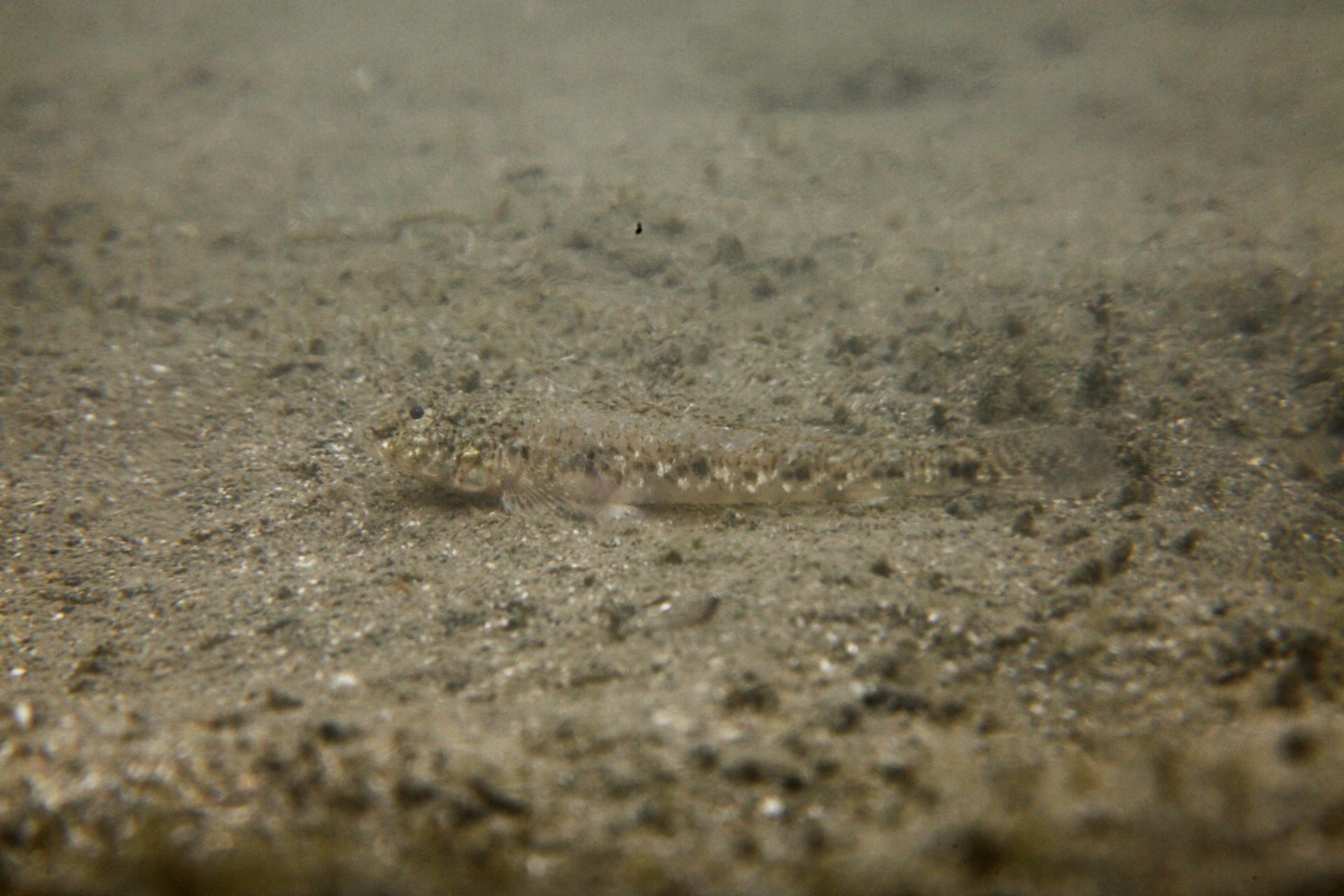 四万十川の魚　１８３　ヒメハゼ