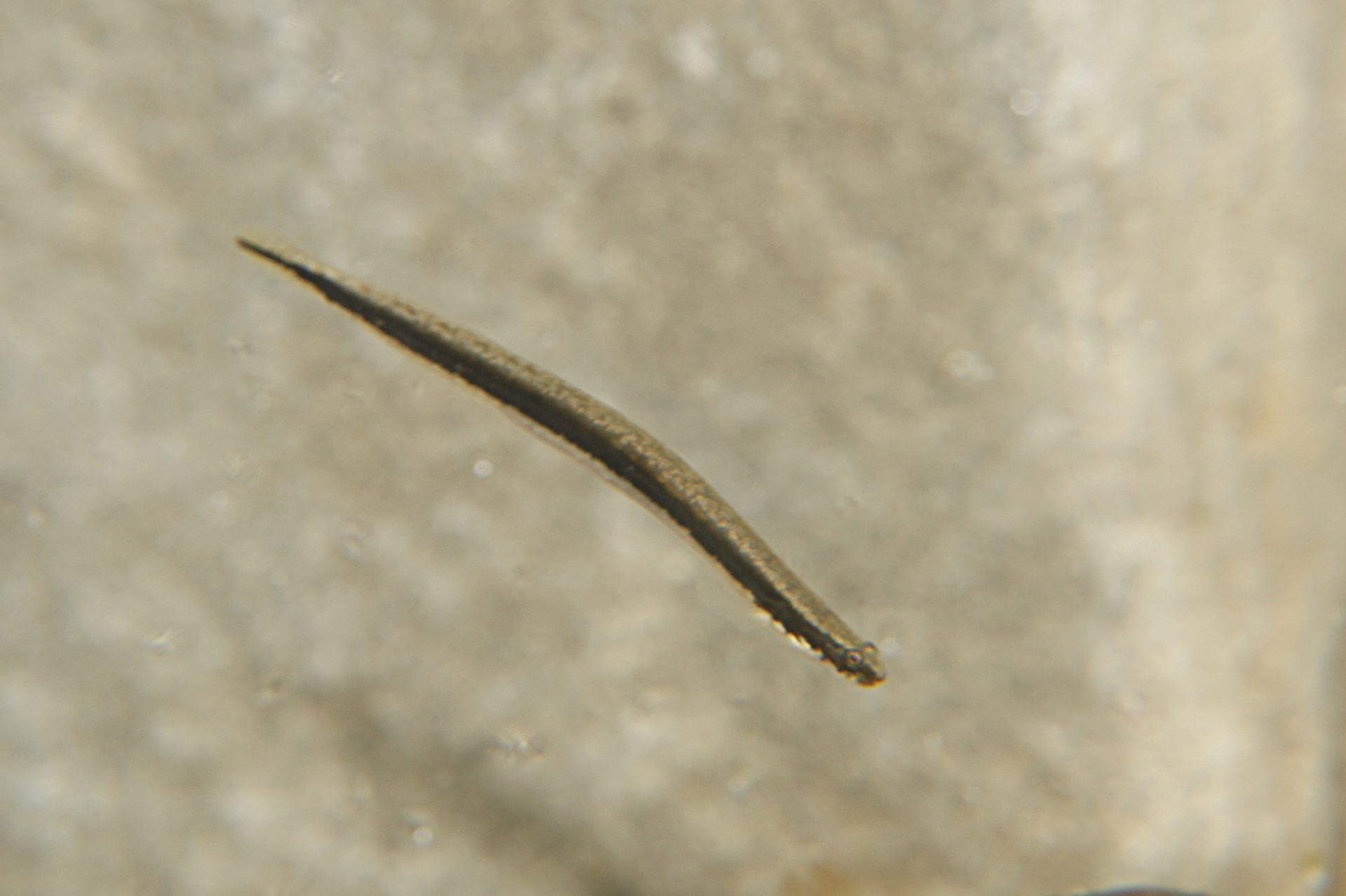 四万十川の魚　１８４　ヒモハゼ
