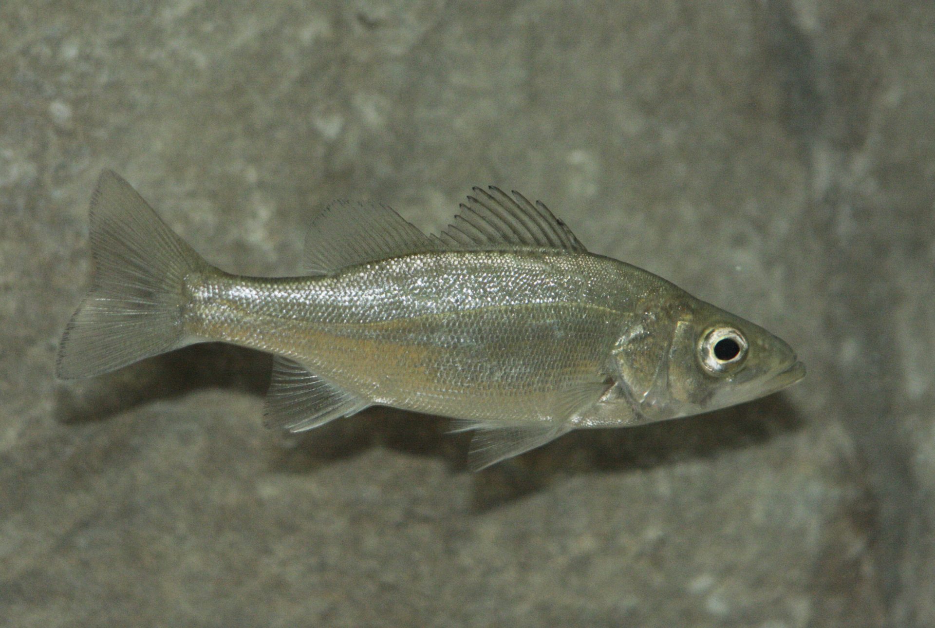 四万十川の魚　１８５　ヒラスズキ
