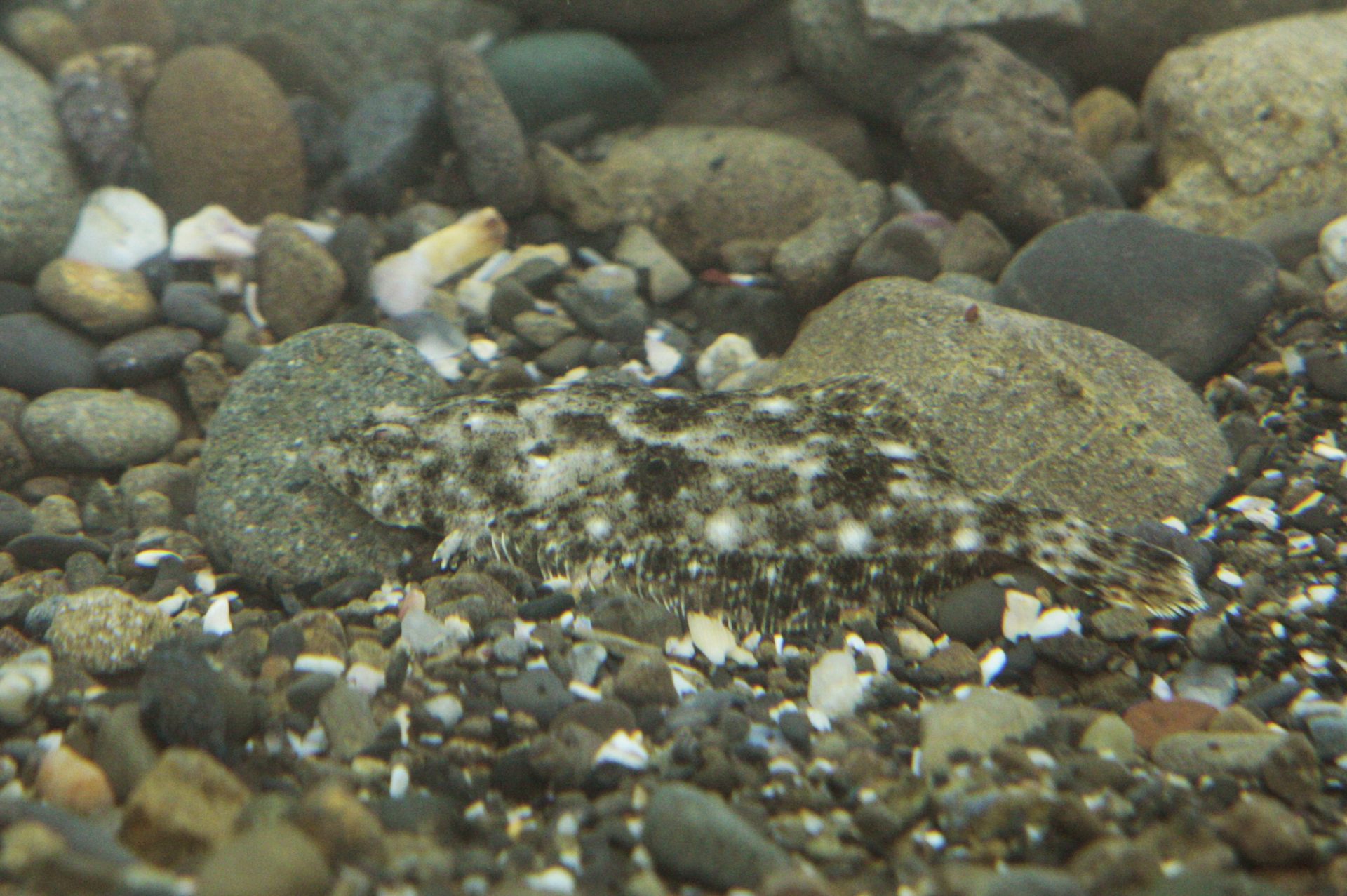 四万十川の魚　１８６　ヒラメ