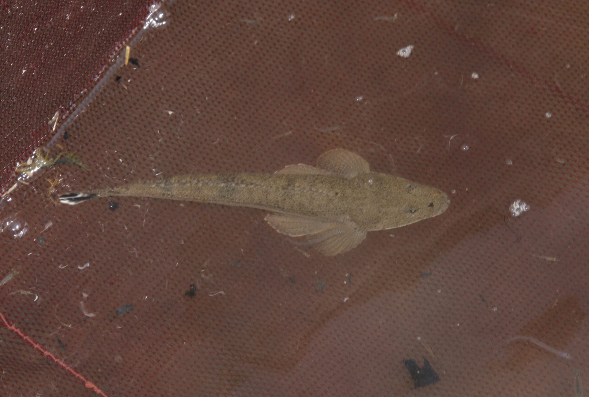 四万十川の魚　１９５　マゴチ