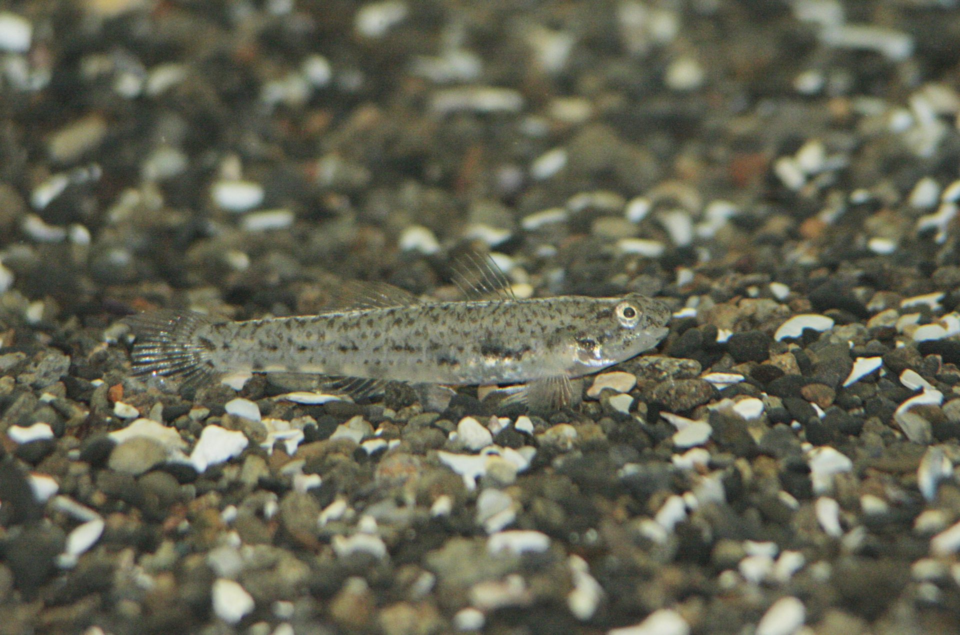 四万十川の魚　１９６　マサゴハゼ
