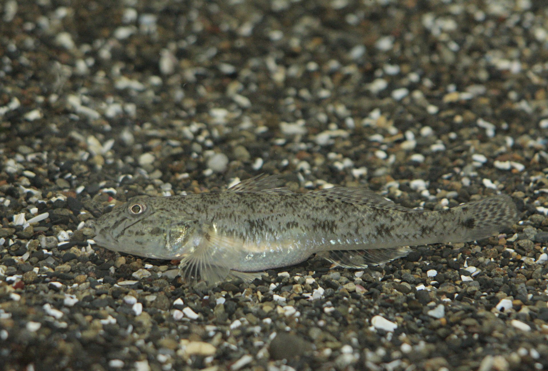 四万十川の魚　１９９　マハゼ