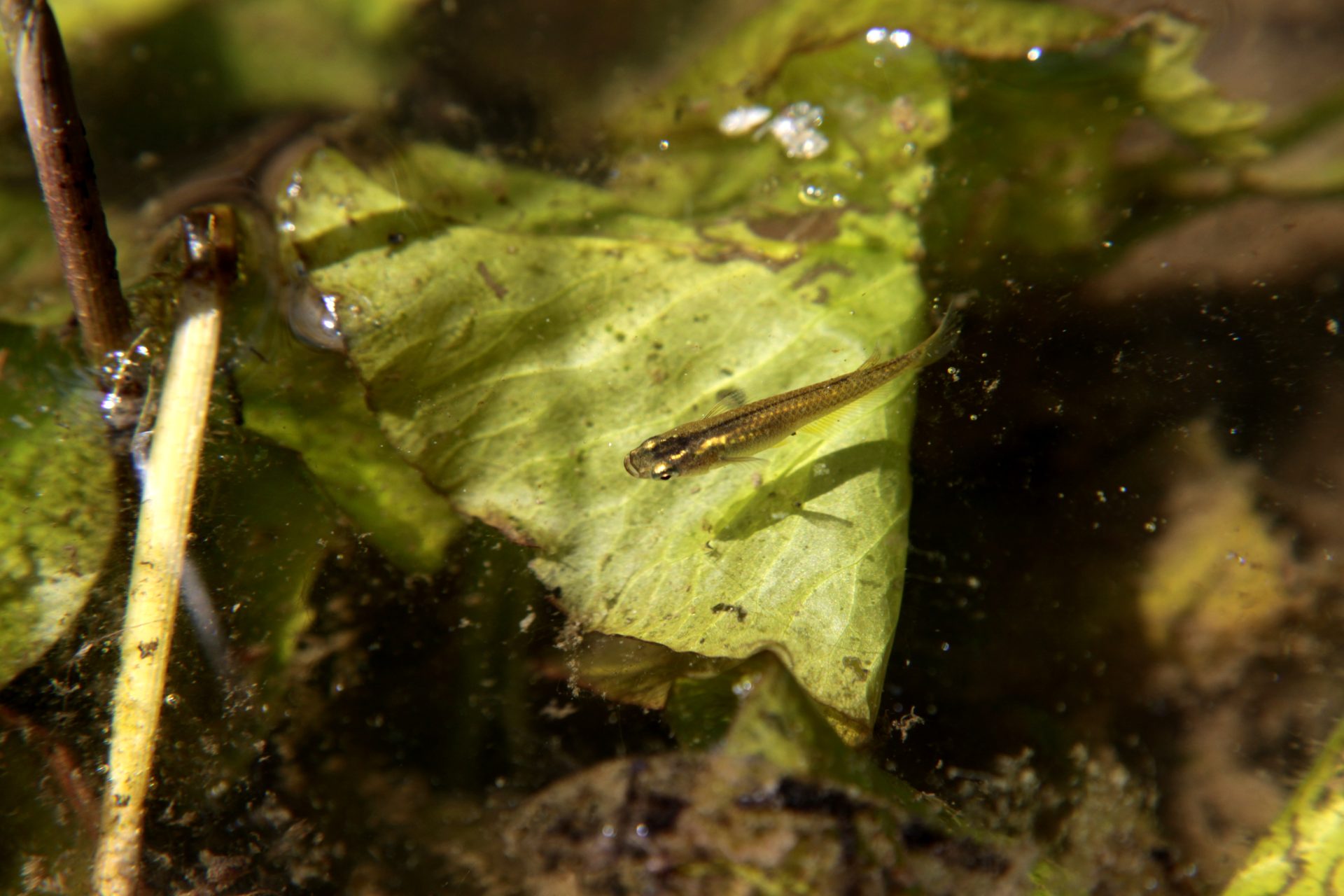 四万十川の魚　２０４　ミナミメダカ