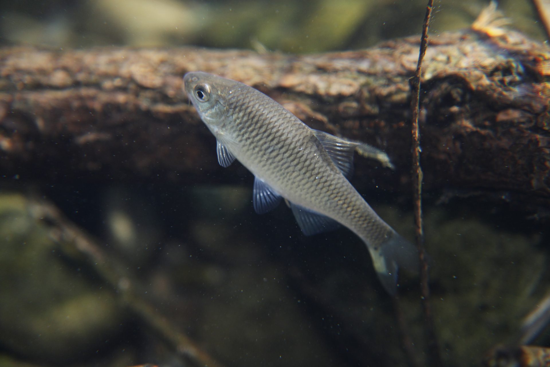 四万十川の魚　２１５　ヤリタナゴ