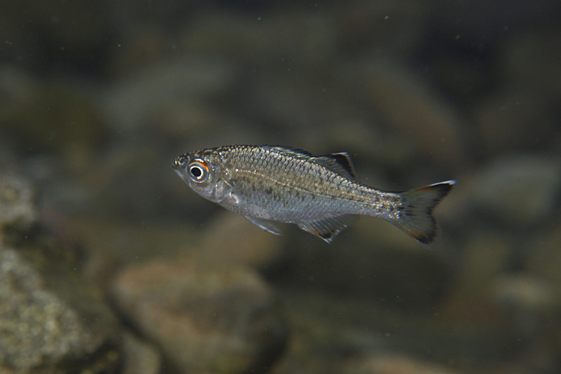四万十川の魚　２１７　ユゴイ