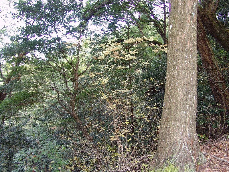 平成23年11月19日（土）～20日（日）の日程で四万十樵養成塾（入門編）を開催しました。