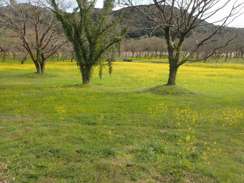 四万十川菜の花清掃に参加してきました