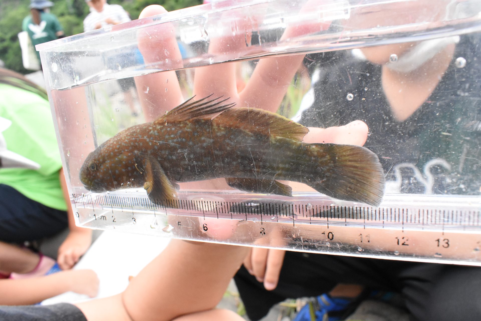 水生生物と清流度を学ぼう！in西土佐小学校