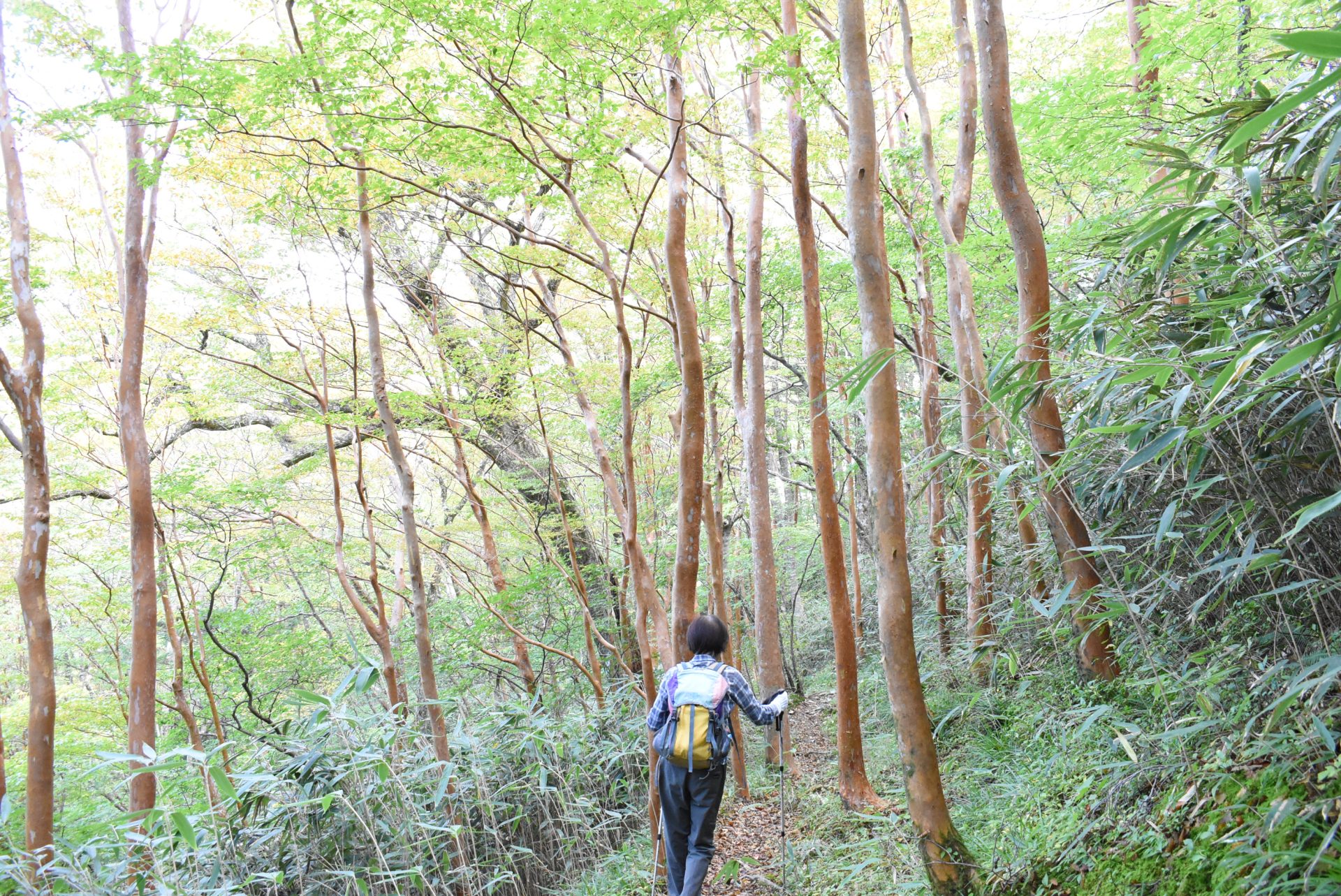 森林インストラクターと行く秋の天狗高原セラピーロード