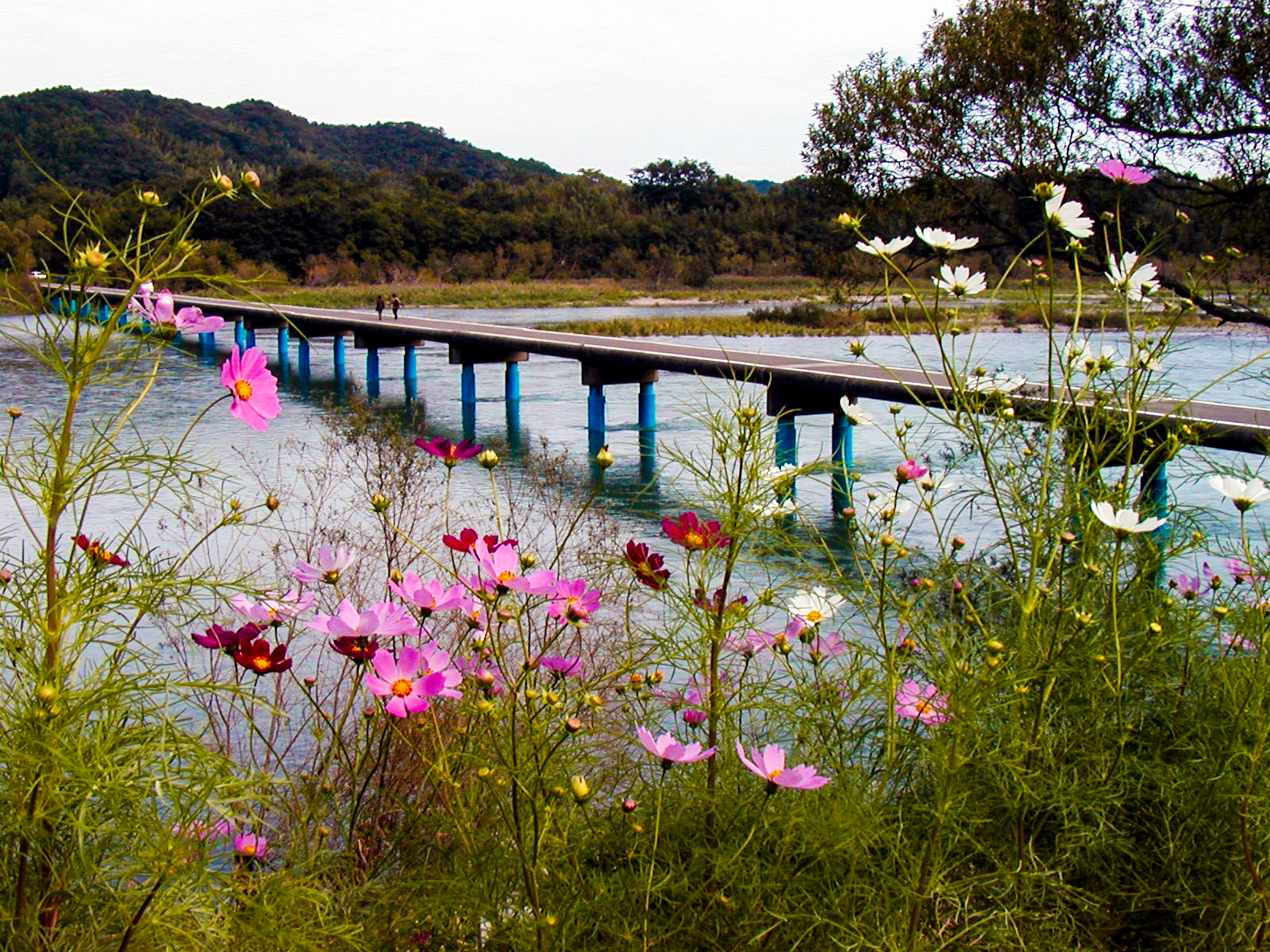 ２１　今成橋(佐田沈下橋)