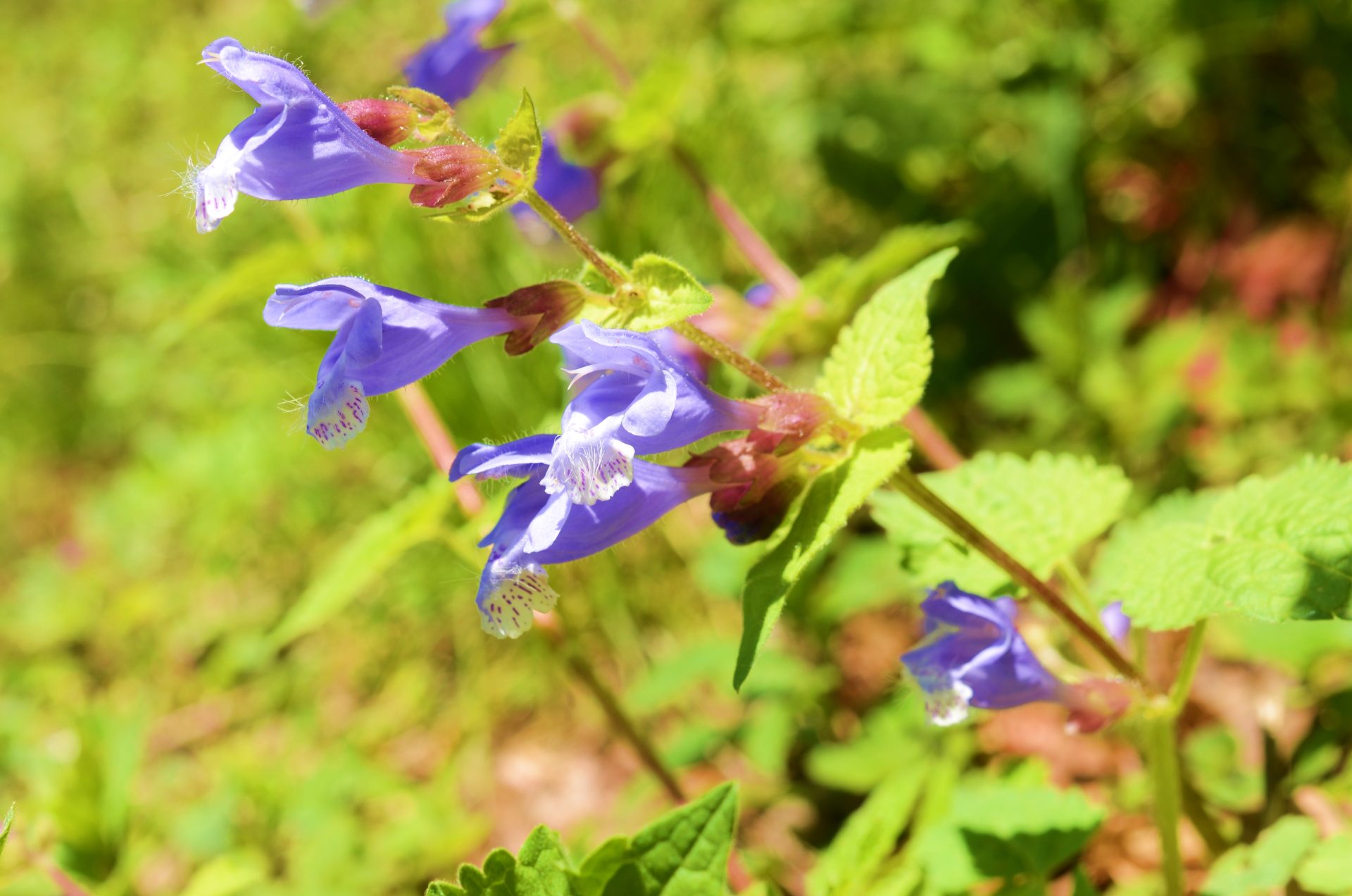 ラショウモンカズラ 公益財団法人 四万十川財団 ラショウモンカズラ 公益財団法人 四万十川財団