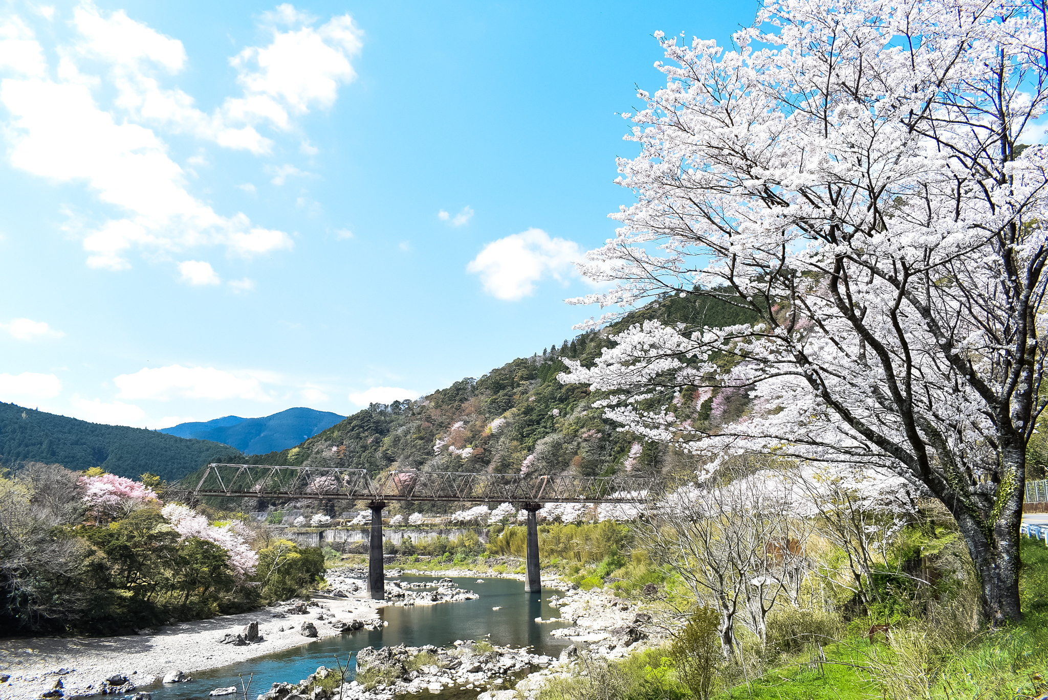 四万十川の桜　お花見スポット