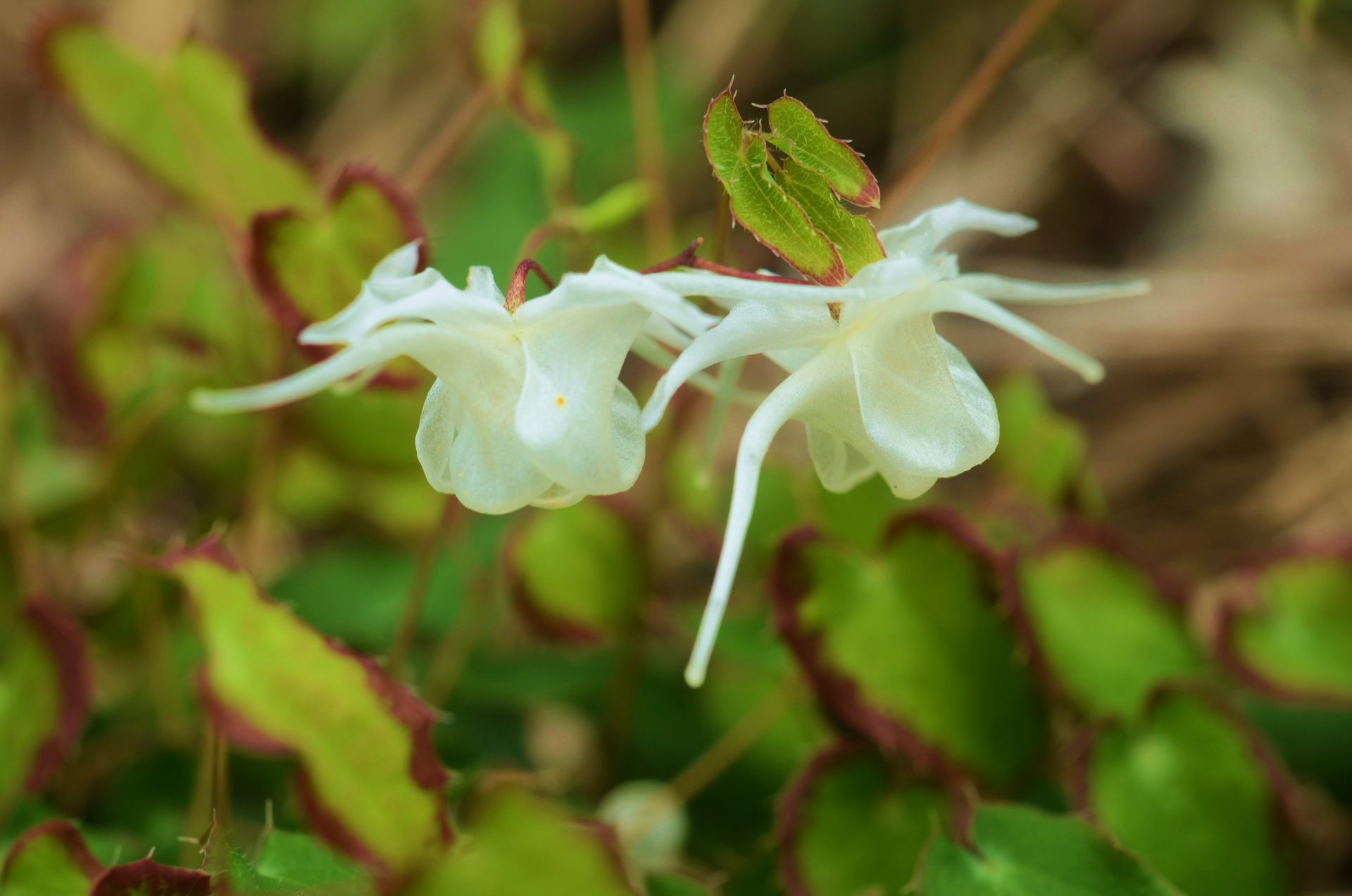 ヤチマタイカリソウ 公益財団法人 四万十川財団
