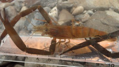 東又小学校　志和川で生き物観察