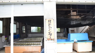 ヒトエグサ人工種苗生産方法