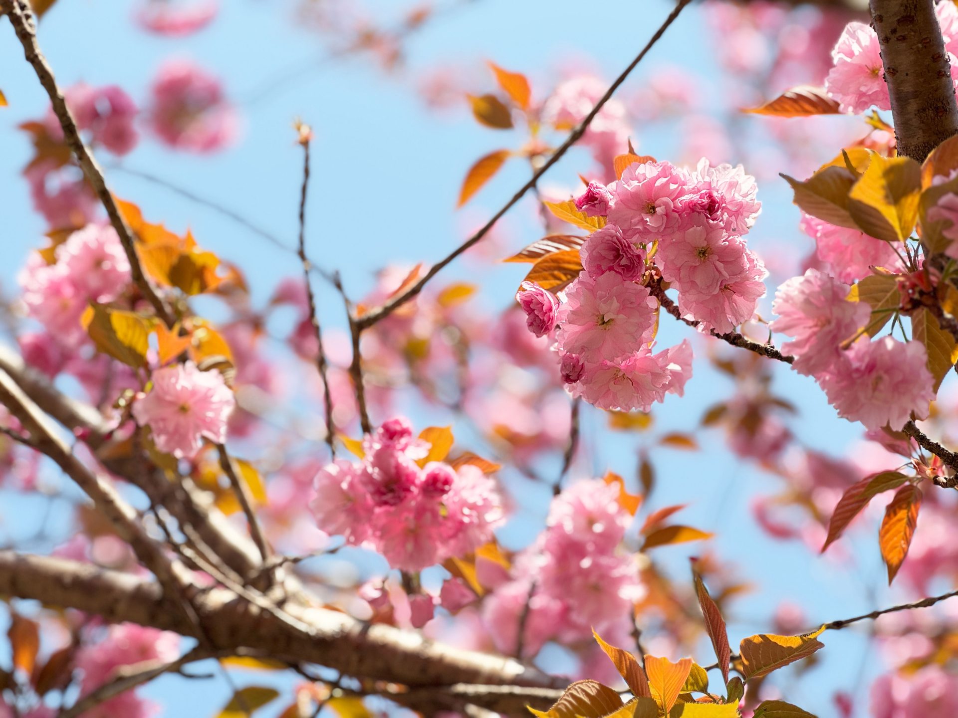 清流通信342章 ～梼原の桜を世界に 株式会社SAKURA club