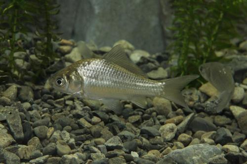 45.ゲンゴロウブナ（ヘラブナ）幼魚