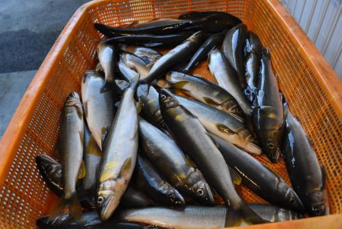 四万十川の魚 7 アカメ – 公益財団法人 四万十川財団