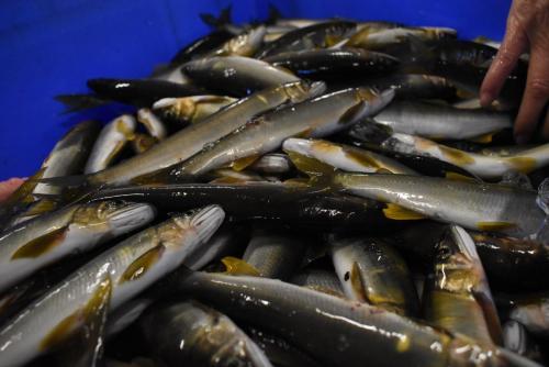 四万十川の魚 7 アカメ – 公益財団法人 四万十川財団