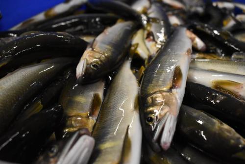 四万十川の魚 7 アカメ – 公益財団法人 四万十川財団