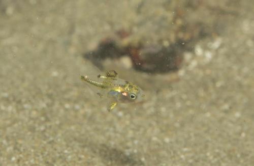 26.カゴカキダイ（幼魚）